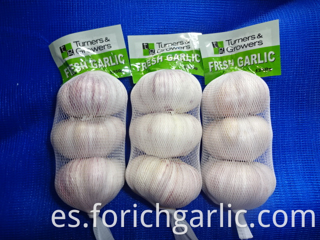 Normal White Garlic